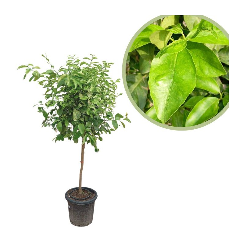 Limonero forma de copa