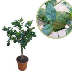 Citrus aurantium "bizzaria"