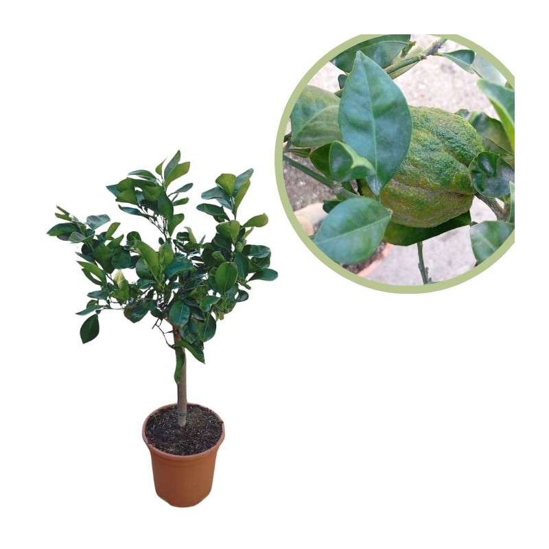 Citrus aurantium "bizzaria"