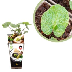 Wasabi Certificado M.P.S