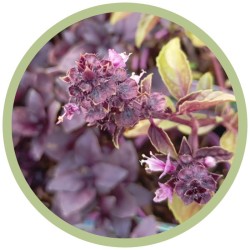 Albahaca púrpura flor