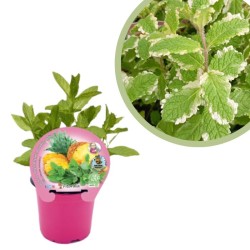 Mentha piña