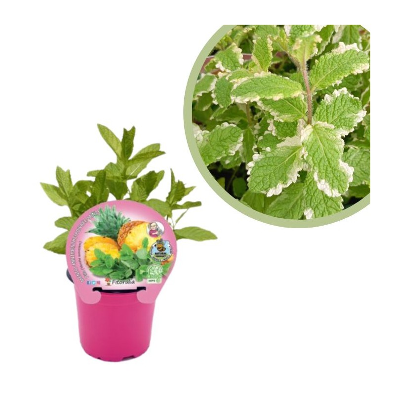 Mentha piña