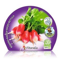 Rabanito certificado