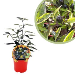 Guindilla picante black olive