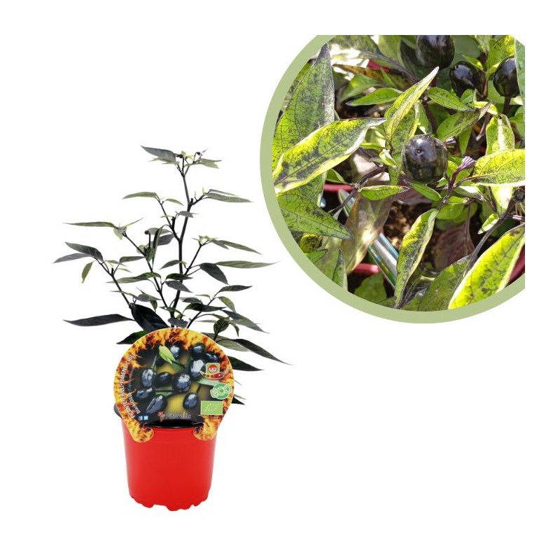 Guindilla picante black olive