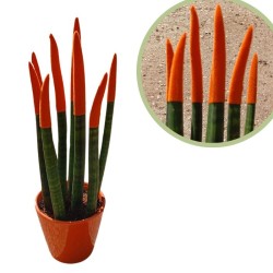 Sansevieria spagueti
