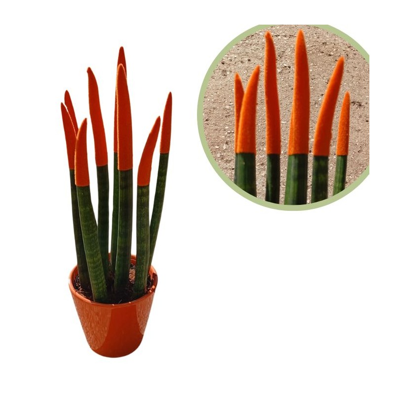 Sansevieria spagueti