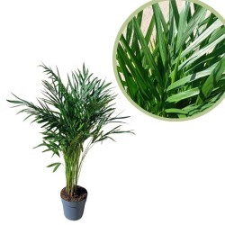 Areca lutescens
