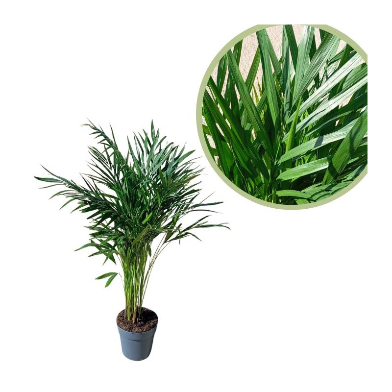 Areca lutescens