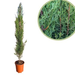 Cupressus sempervirens