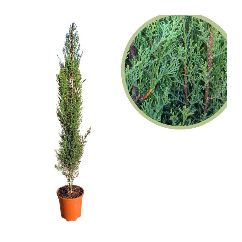 Cupressus sempervirens