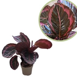 Calathea rosea picta dottie