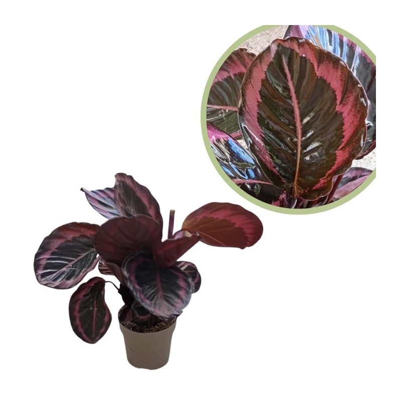 Calathea rosea picta dottie