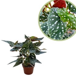 Begonia maculata wightii