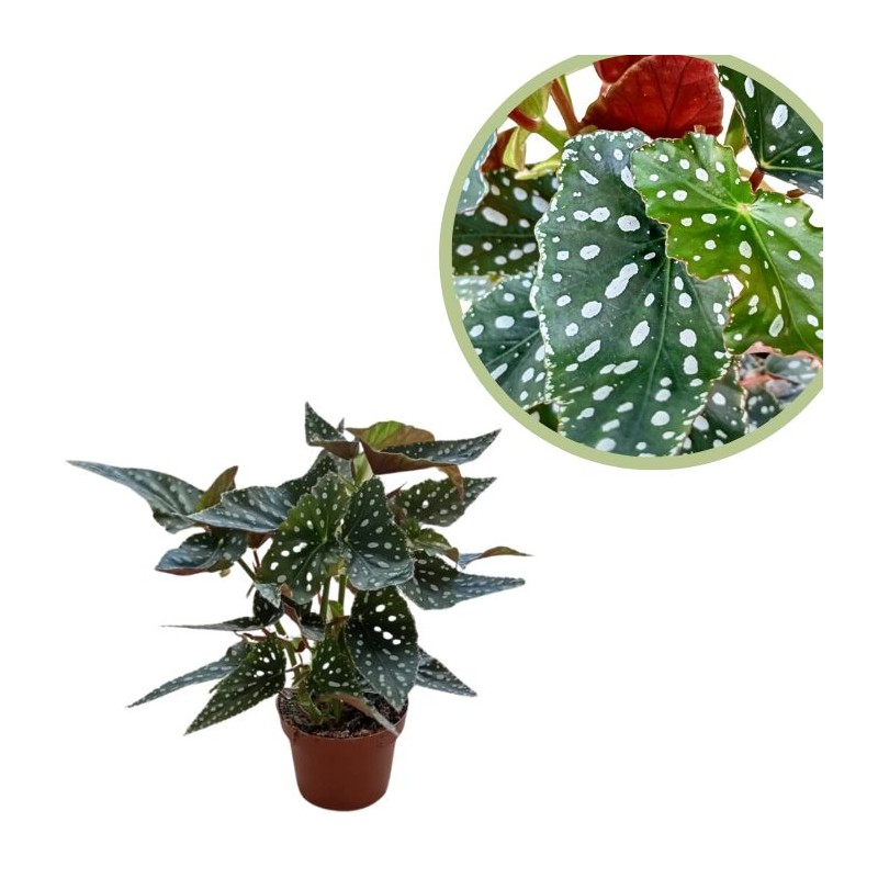 Begonia maculata wightii