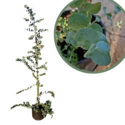 Eucalyptus cinerea silver dollar