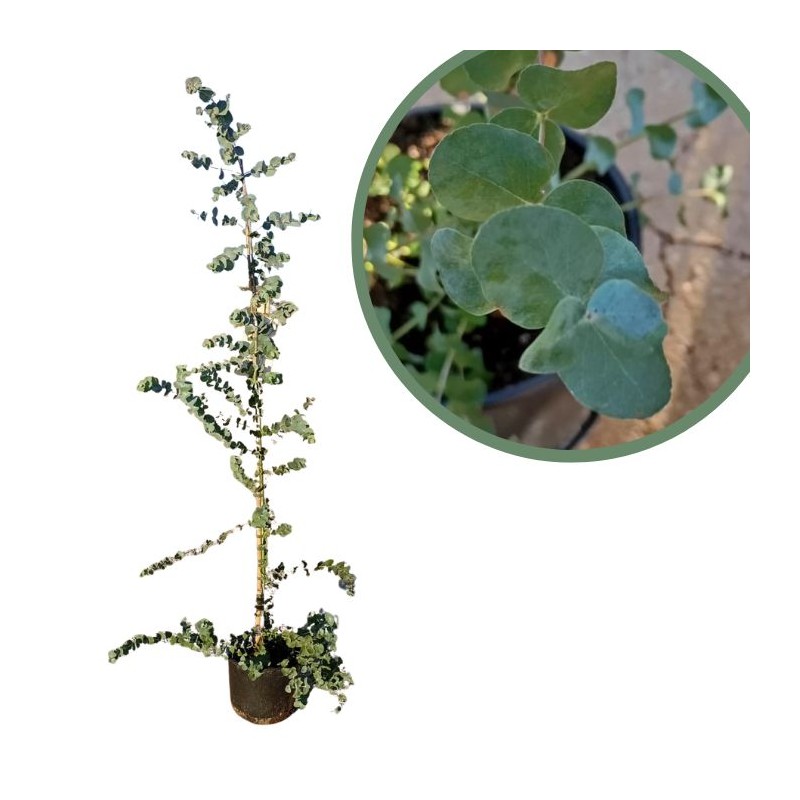 Eucalyptus cinerea silver dollar