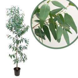 Eucalyptus citriodora