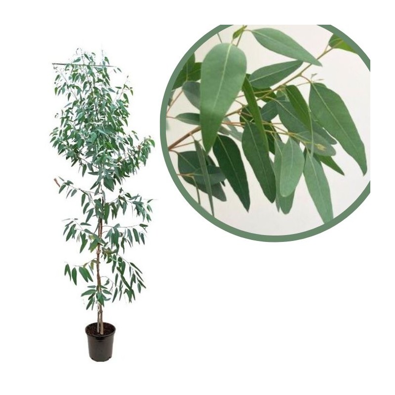 Eucalyptus citriodora