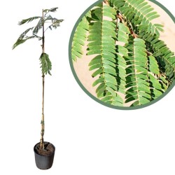Albizia julibrisin ombrella