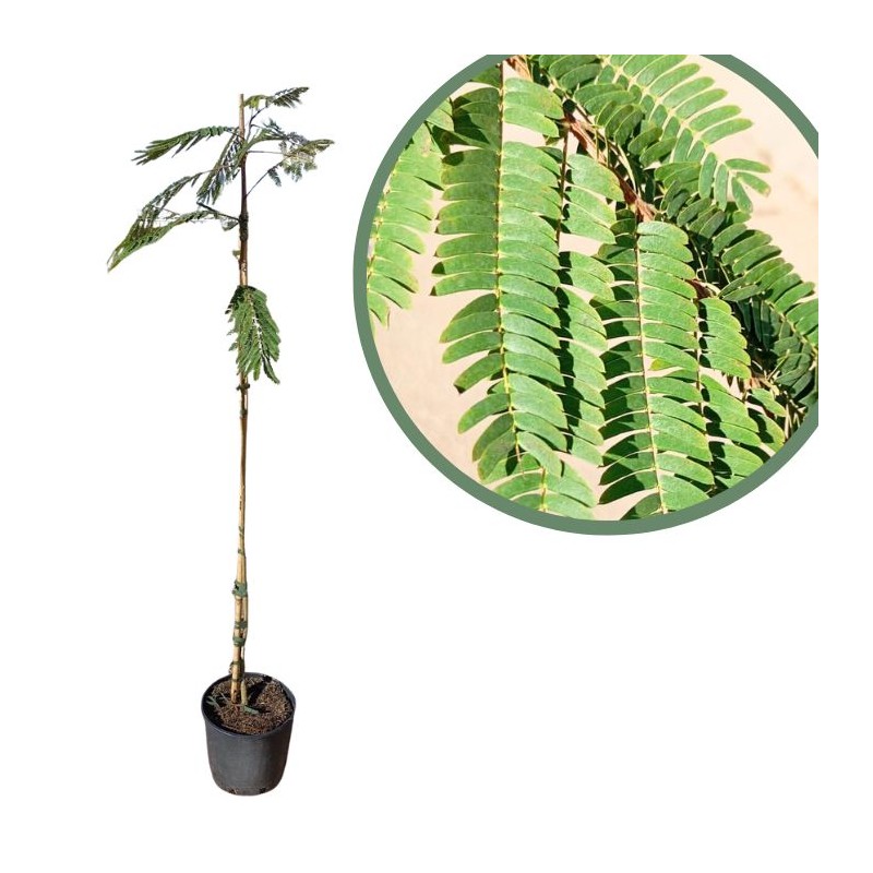 Albizia julibrisin ombrella