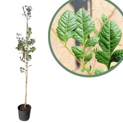 Koelreuteria paniculata