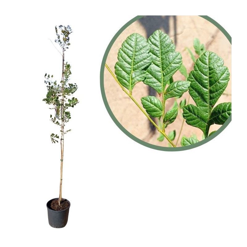 Koelreuteria paniculata