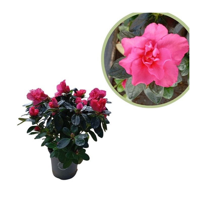Azalea indica