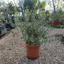 Olivera en forma de bola