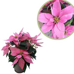 Poinsettia princesita