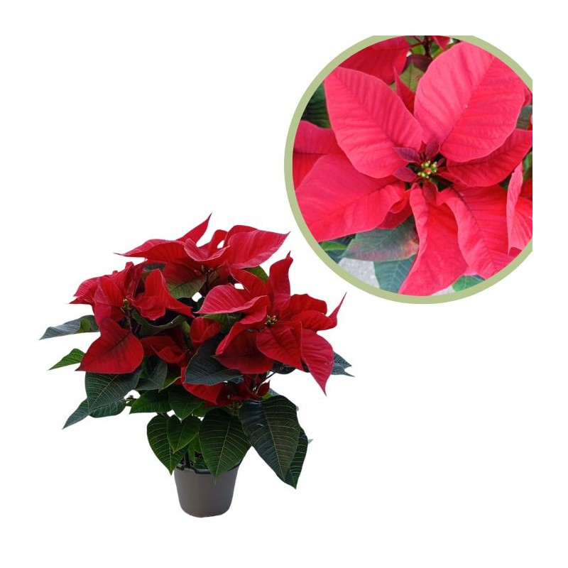 Poinsettia uniflora