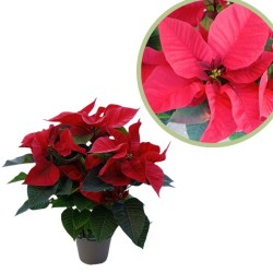 Poinsettia multiflora