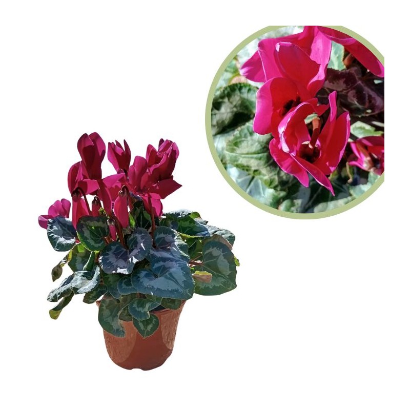 Cyclamen