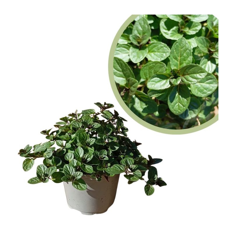 Mentha piperita