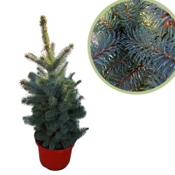 Picea pungens super blue