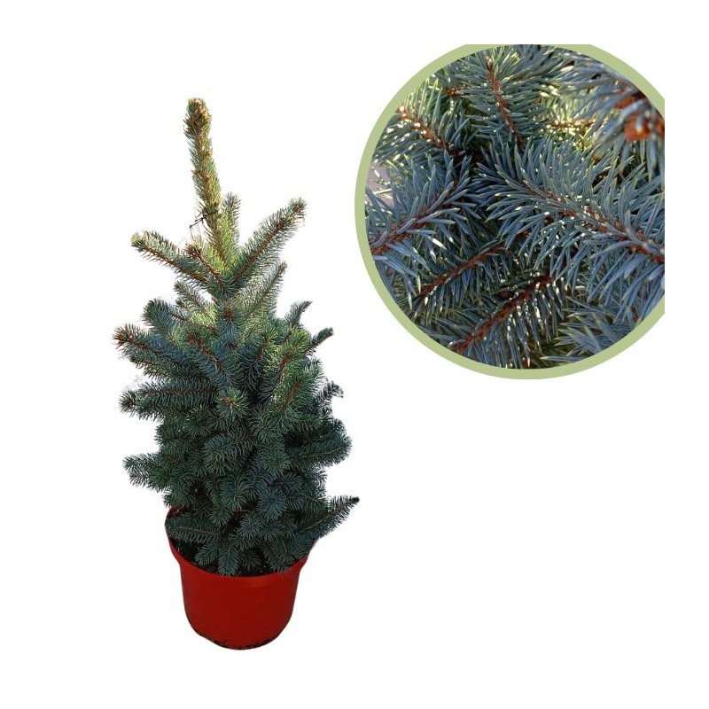 Picea pungens super blue