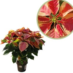 Poinsettia marble