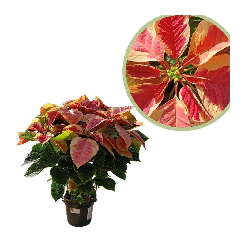 Poinsettia marble