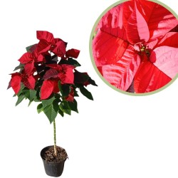 Poinsettia copa