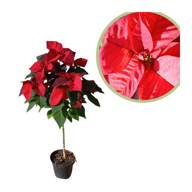 Poinsettia copa