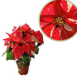 Poinsettia glitter