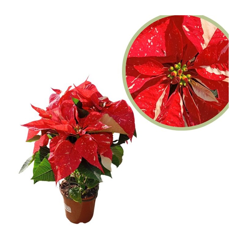 Poinsettia glitter