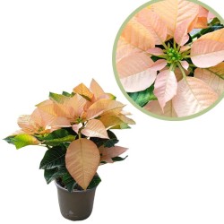 Poinsettia cinnamon star