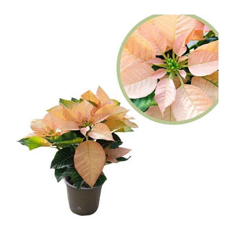 Poinsettia cinnamon star