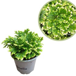 Selaginella martensii jori