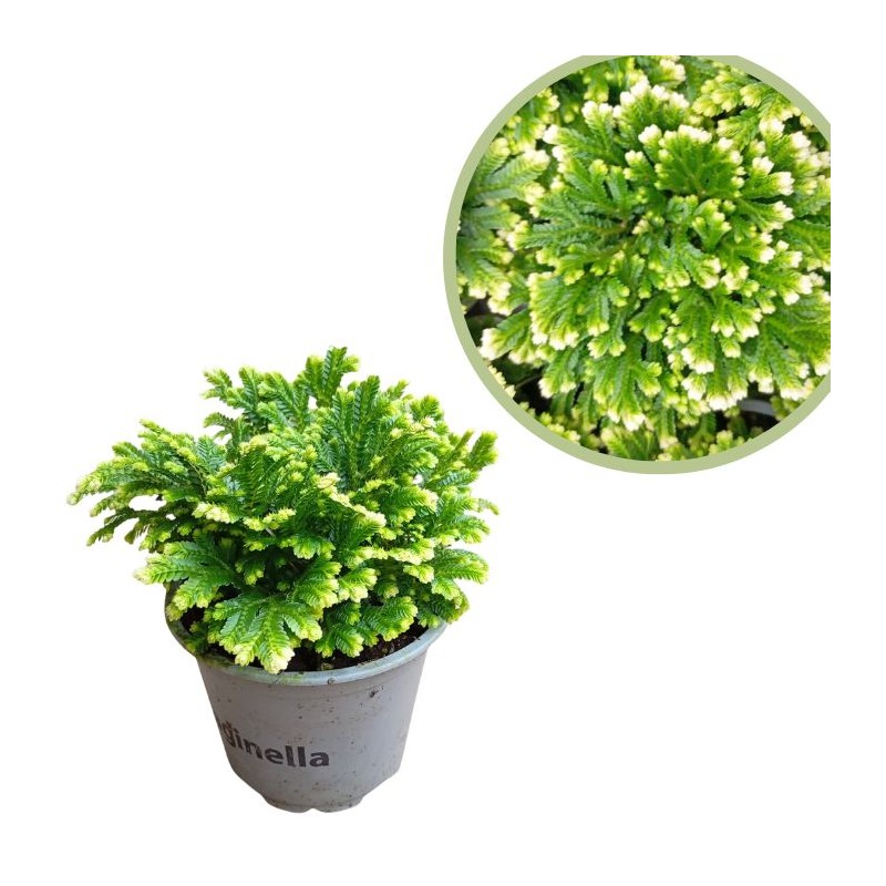 Selaginella martensii jori