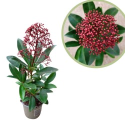 Skimmia japonica "Rubella"