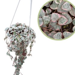 Ceropegia woodii variegata
