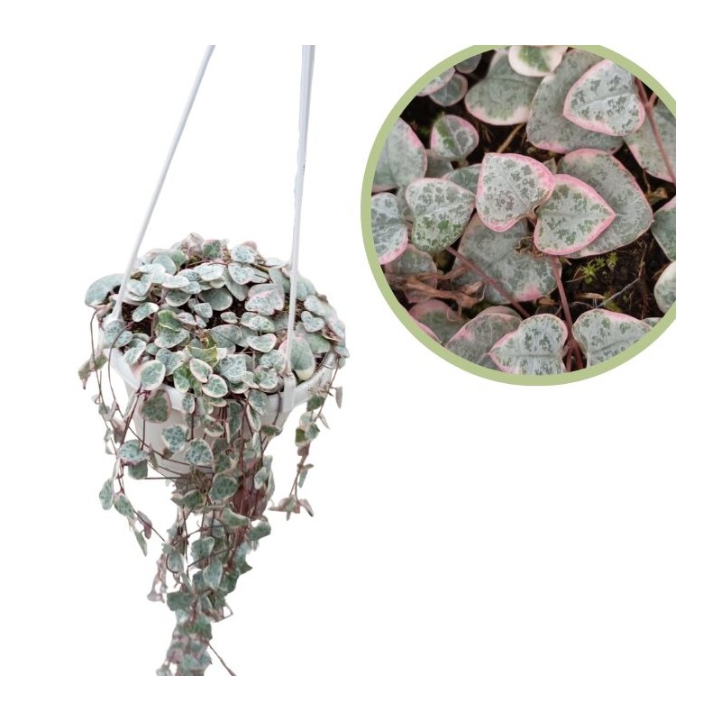 Ceropegia woodii variegata